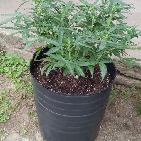 Poison Auto Lst growlog timeline photo