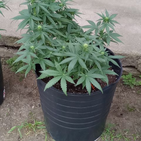 Royal Haze Auto growlog timeline photo