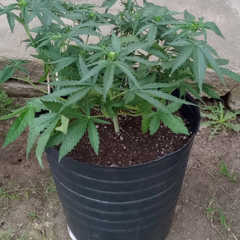 Poison Auto growlog timeline photo