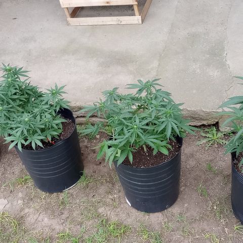 Poison Auto Lst growlog timeline photo