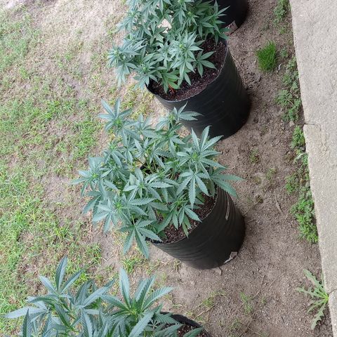 Poison Auto Lst growlog timeline photo