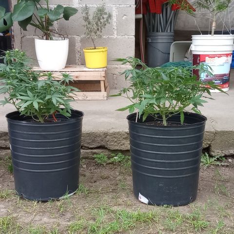 Poison Auto Lst growlog timeline photo