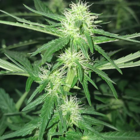 Royal Haze Auto growlog timeline photo
