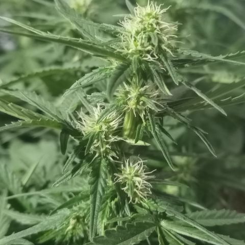 Royal Haze Auto growlog timeline photo