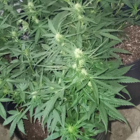 Royal Haze Auto growlog timeline photo