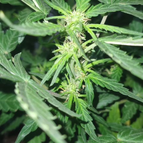 Poison Auto Lst growlog timeline photo