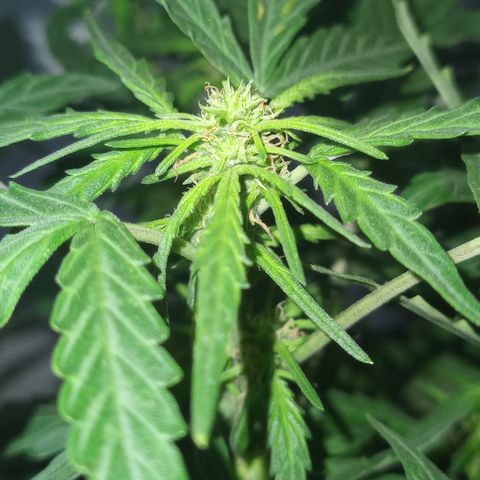 Poison Auto Lst growlog timeline photo