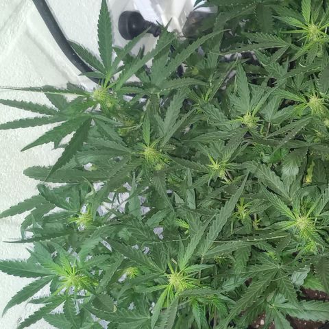 Poison Auto Lst growlog timeline photo