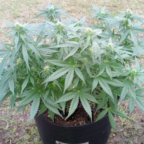 Royal Haze Auto growlog timeline photo