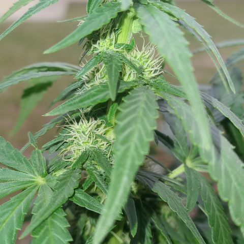 Royal Haze Auto growlog timeline photo