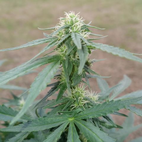 Royal Haze Auto growlog timeline photo