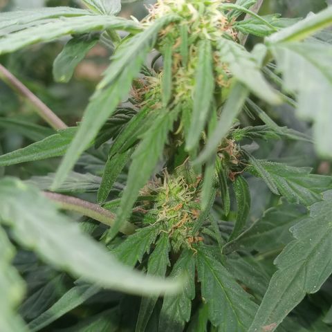 Poison Auto Lst growlog timeline photo