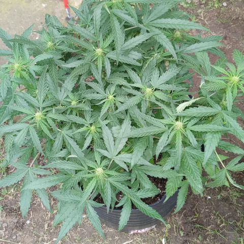 Poison Auto Lst growlog timeline photo