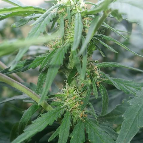 Poison Auto Lst growlog timeline photo