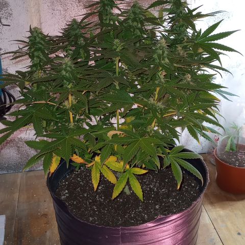 Royal Haze Auto growlog timeline photo