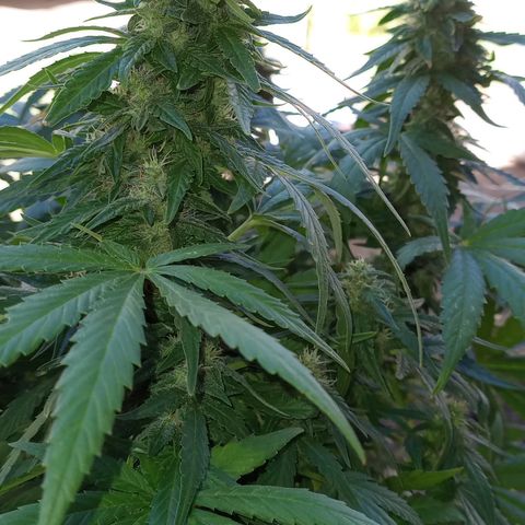Royal Haze Auto growlog timeline photo
