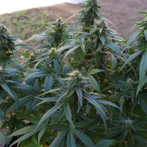Royal Haze Auto growlog timeline photo