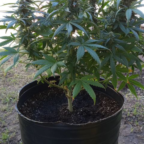 Royal Haze Auto growlog timeline photo