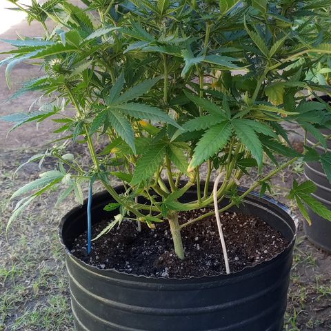 Poison Auto growlog timeline photo