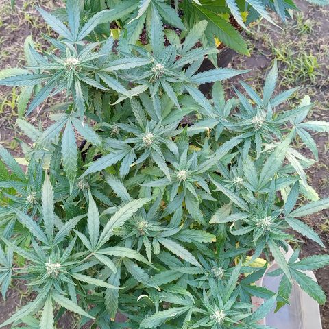Poison Auto growlog timeline photo