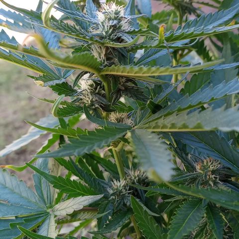 Poison Auto growlog timeline photo