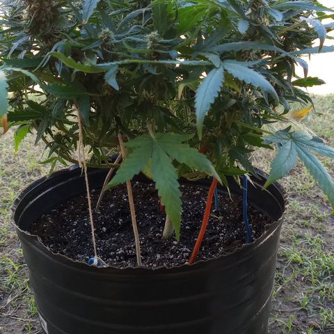 Poison Auto Lst growlog timeline photo