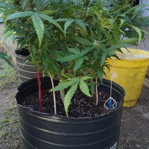 Poison Auto Lst growlog timeline photo