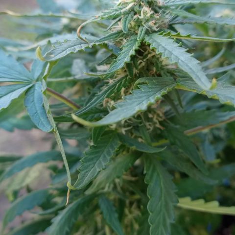 Poison Auto Lst growlog timeline photo
