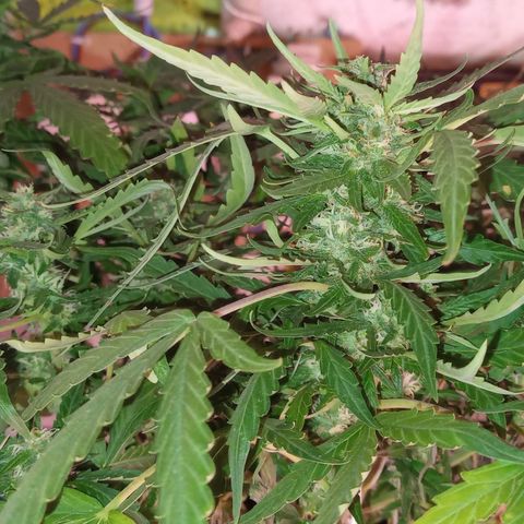Poison Auto Lst growlog timeline photo