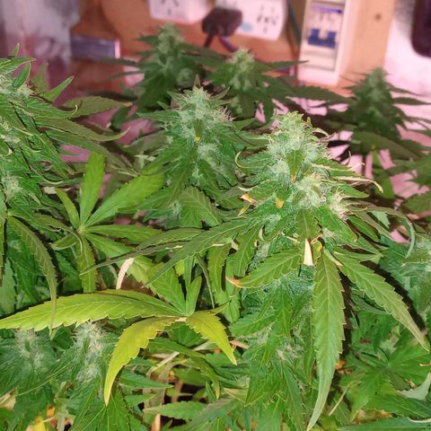 Royal Haze Auto growlog timeline photo