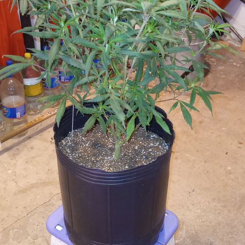 Peyote Hashimi  growlog timeline photo