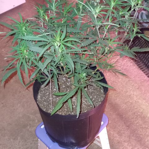 Peyote Hashimi  growlog timeline photo