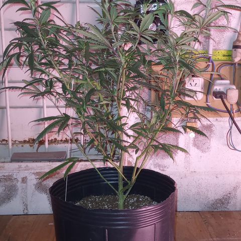 Peyote Hashimi  growlog timeline photo