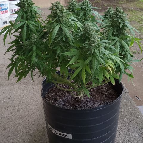 Royal Haze Auto growlog timeline photo