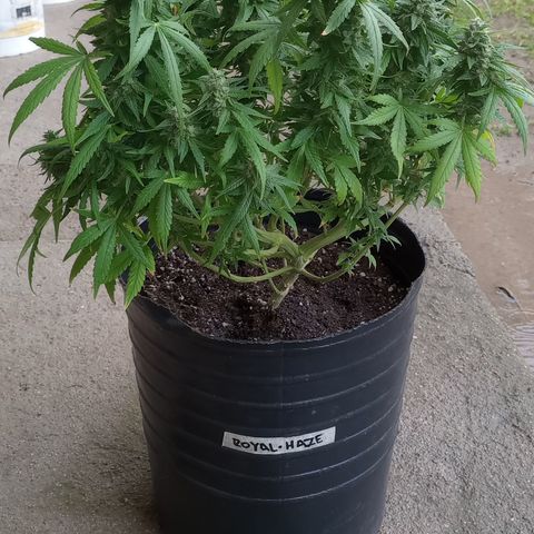 Royal Haze Auto growlog timeline photo