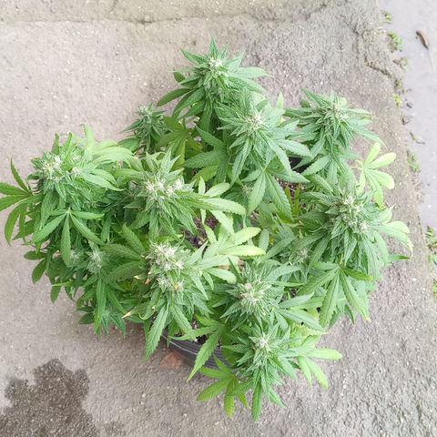 Royal Haze Auto growlog timeline photo