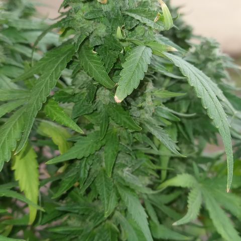 Royal Haze Auto growlog timeline photo