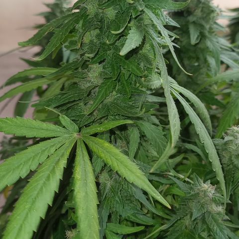 Royal Haze Auto growlog timeline photo