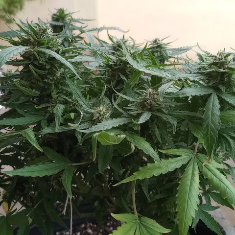Poison Auto Lst growlog timeline photo