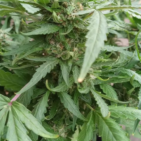 Poison Auto Lst growlog timeline photo