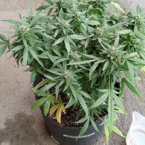 Poison Auto Lst growlog timeline photo