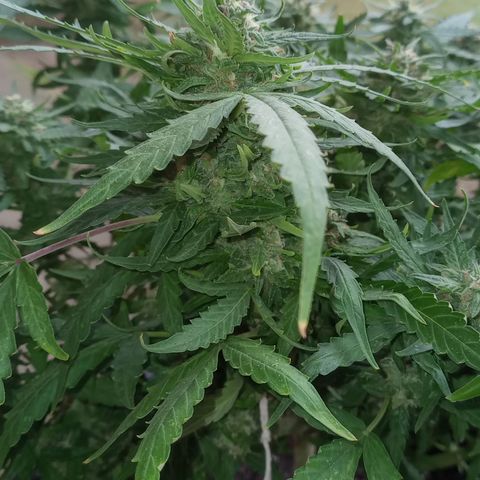 Poison Auto Lst growlog timeline photo
