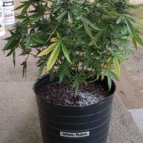 Poison Auto growlog timeline photo