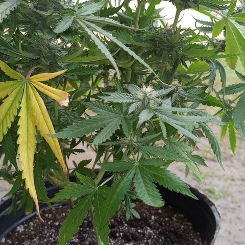 Poison Auto growlog timeline photo