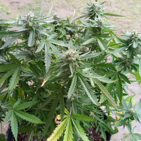 Poison Auto growlog timeline photo