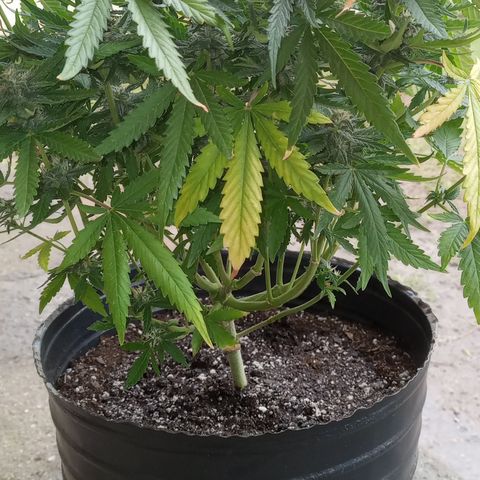 Poison Auto growlog timeline photo