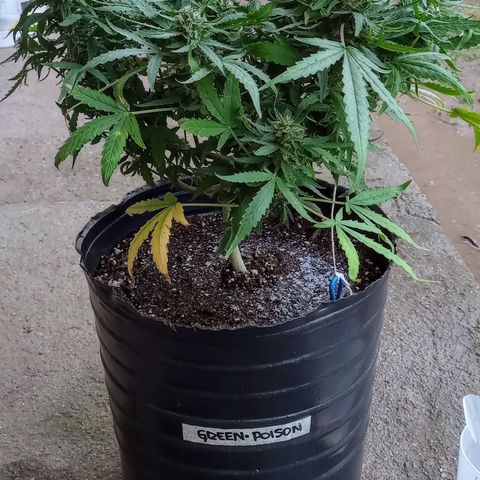 Poison Auto Lst growlog timeline photo