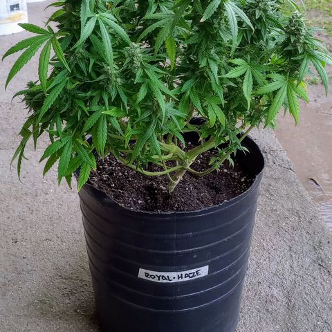 Royal Haze Auto growlog timeline photo