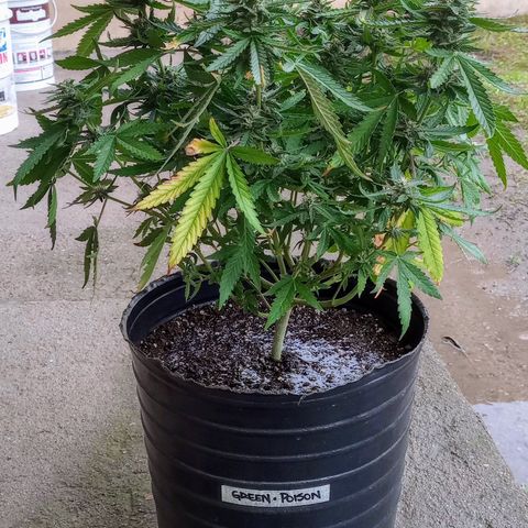Poison Auto growlog timeline photo