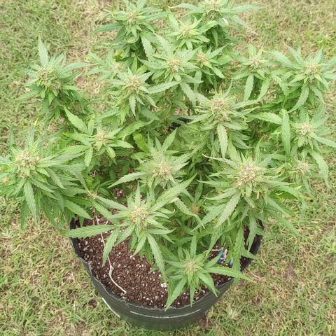 Poison Auto Lst growlog timeline photo
